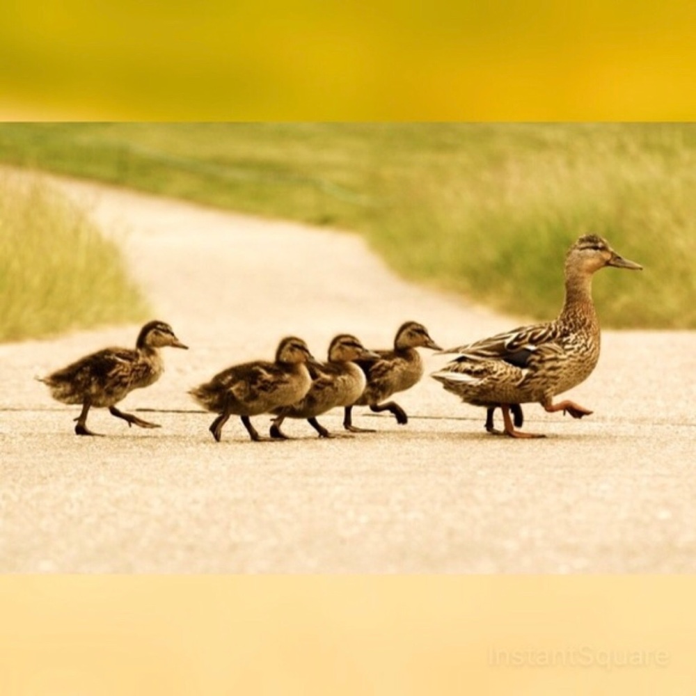 Follow Game #2! Thank you for sharing! 🤩 - Picture 3 of 6